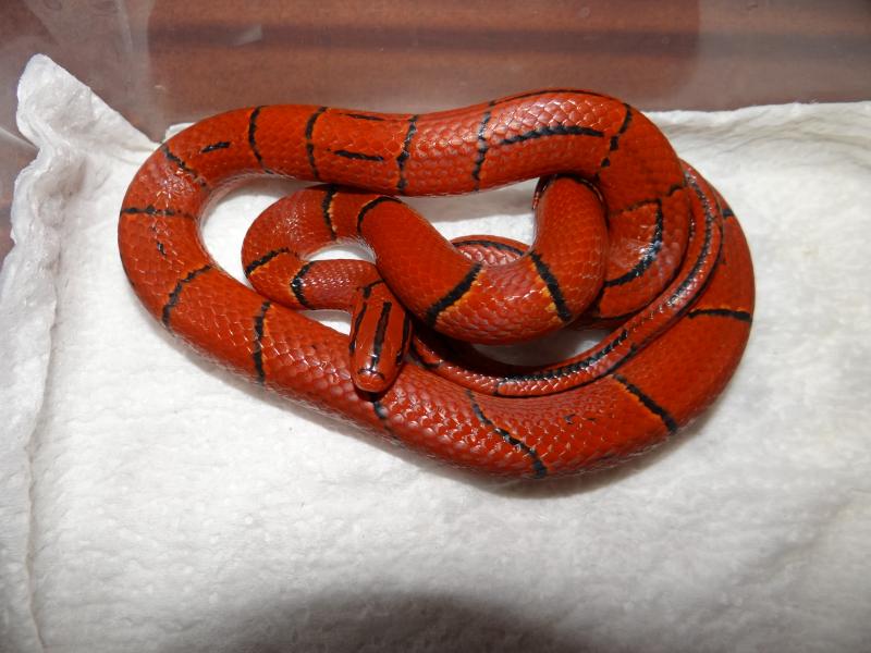 Oreocryptophis porphyraceus laticintus