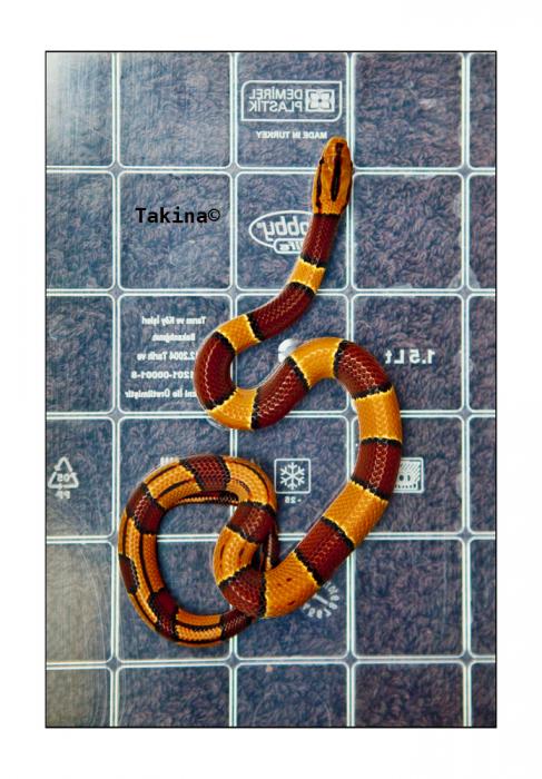 Oreocryptophis porphyraceus laticincta