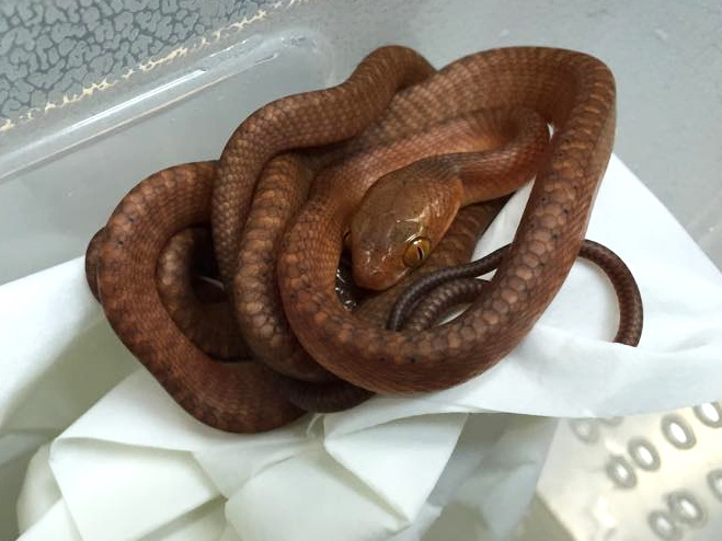 Boiga nigriceps