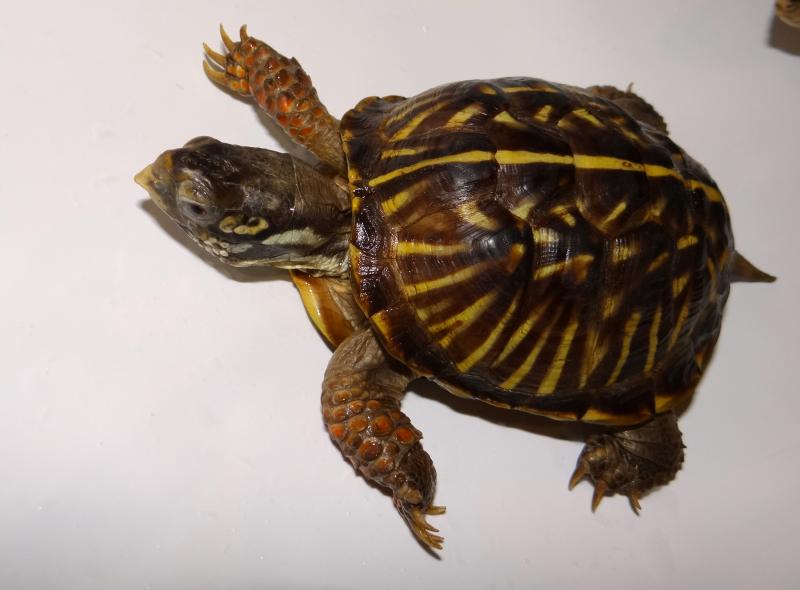 Terrapene ornata
