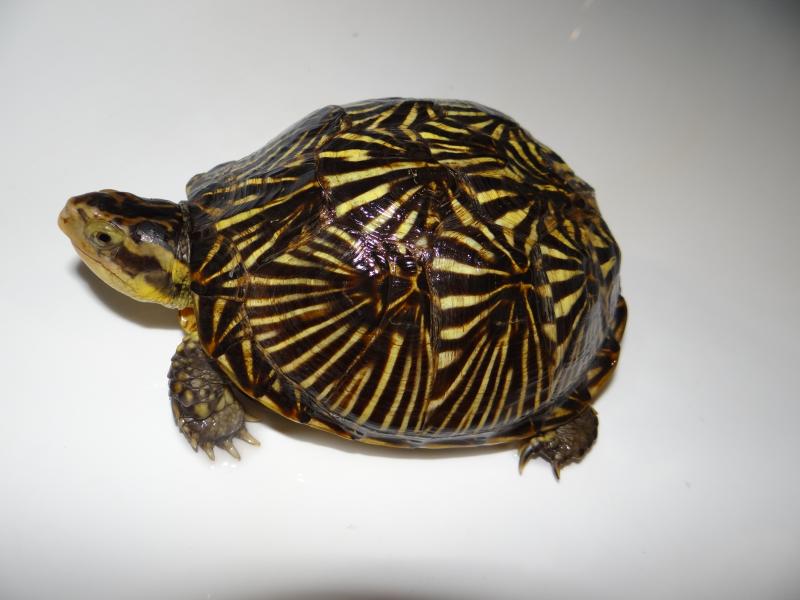 Terrapene carolina baurii