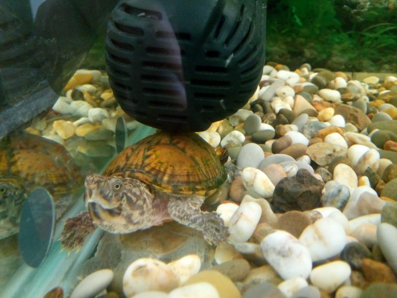 Sternotherus minor peltifer