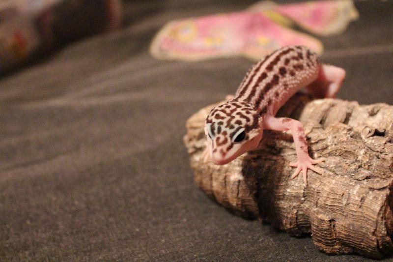 Супер сноу 2