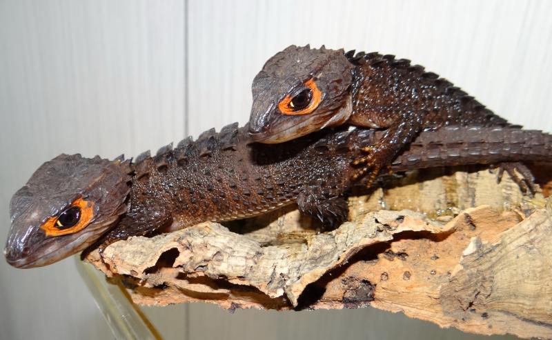 Tribolonotus gracilis