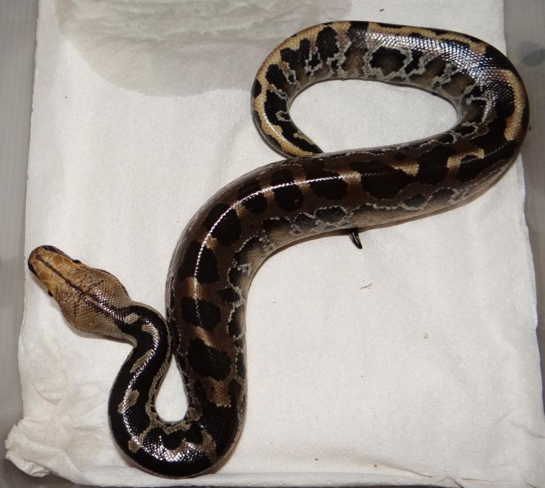 Python curtus brandenstein