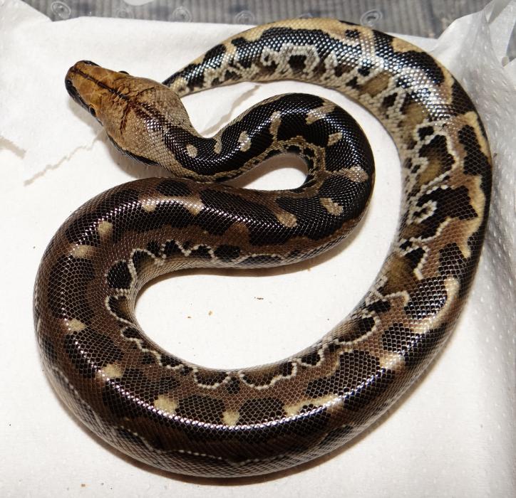 Python curtus brandenstein