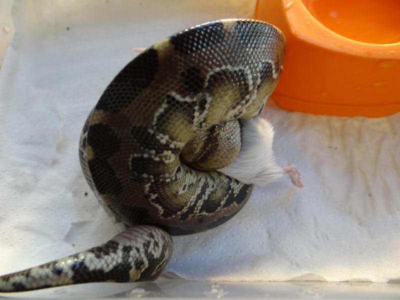 Python curtus brandenstein