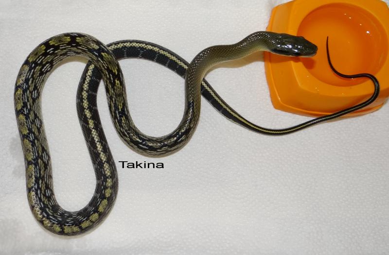 rthriophis taeniurus callicyanous (blue beauty)