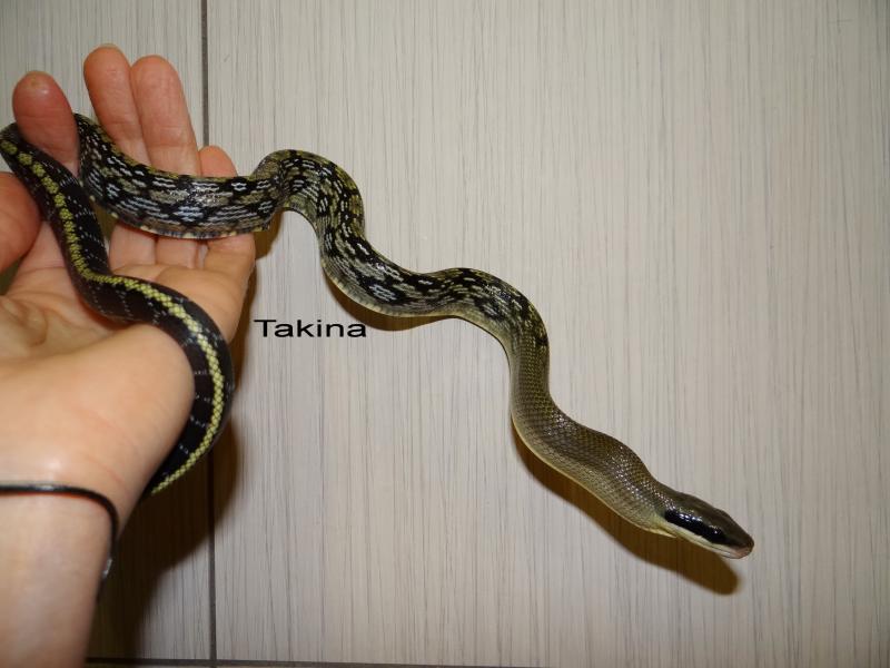 Orthriophis taeniurus callicyanous (blue beauty)