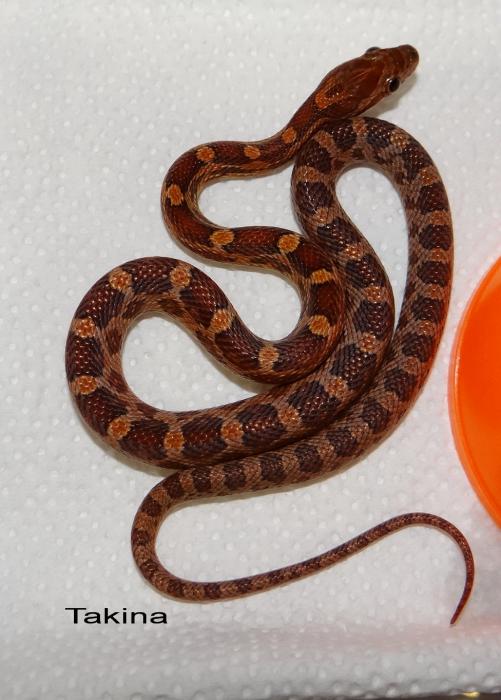 Pantherophis guttatus rosacea