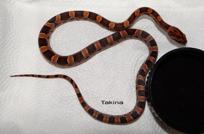 Pantherophis guttatus guttatus 