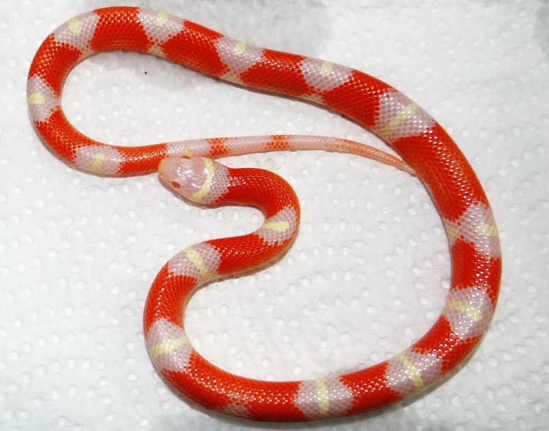 Lampropeltis triangulum nelsoni albino