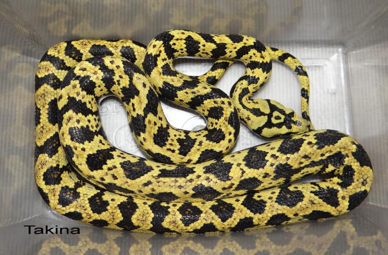 Morelia spilota cheynei