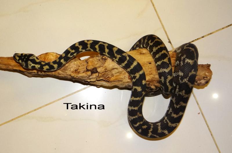 Morelia spilota variegata