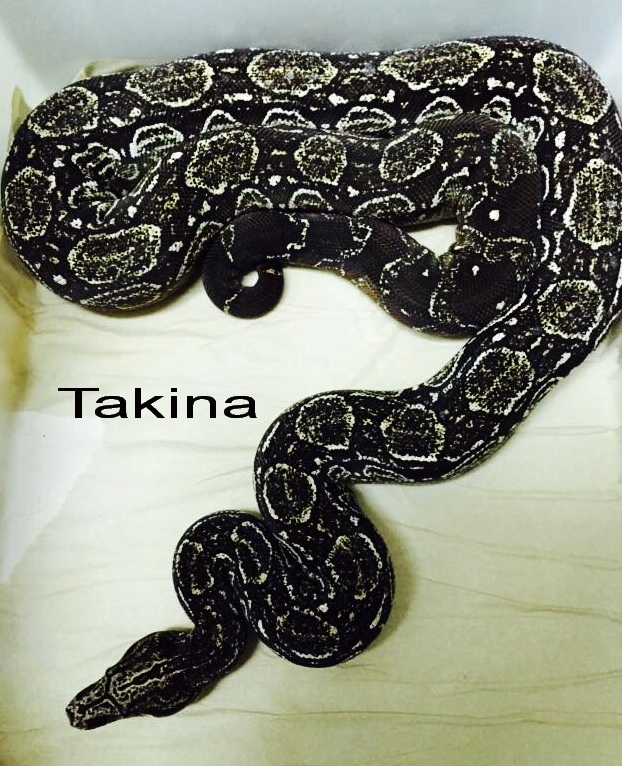 Boa constrictor occidentalis