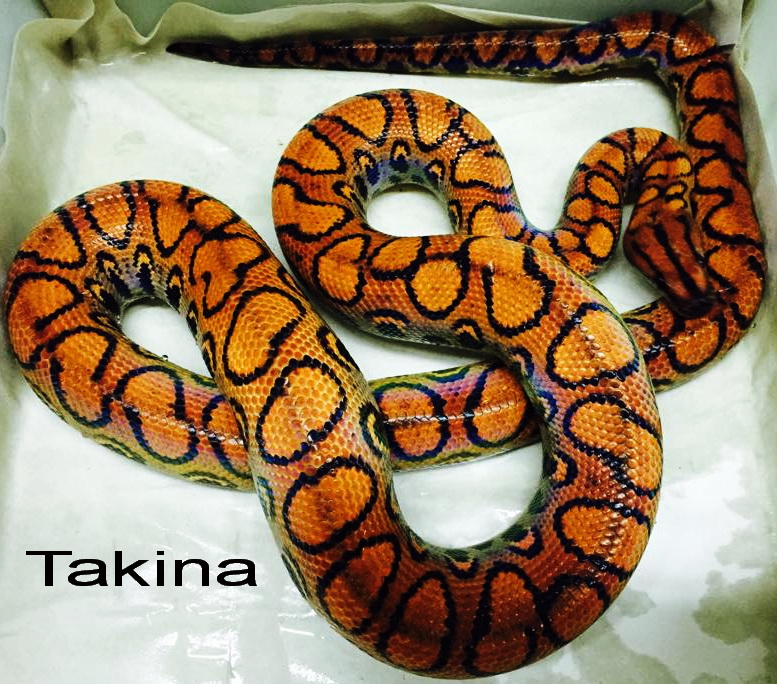 epicrates cenchria cenchria