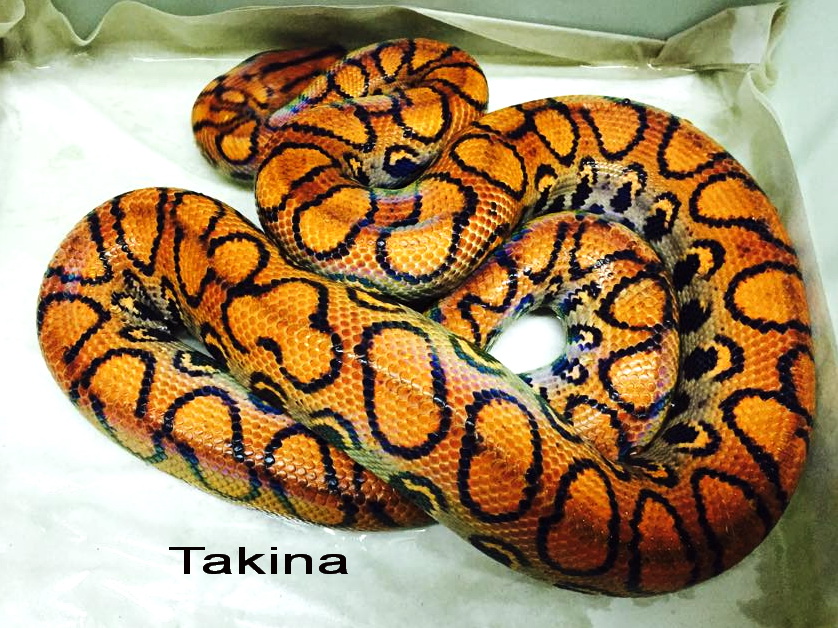 epicrates cenchria cenchria