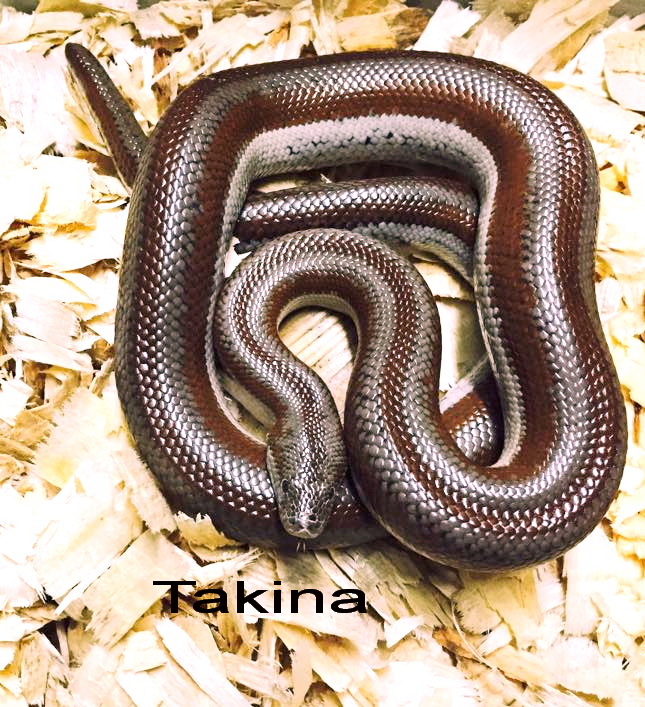 Lichanura trivirgata saslowi