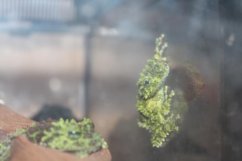 телодерма ogvino