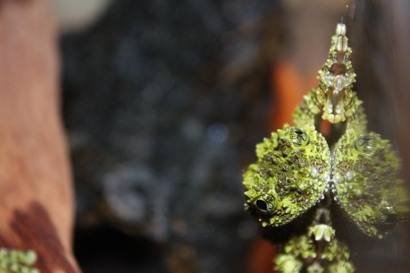 телодерма ogvino