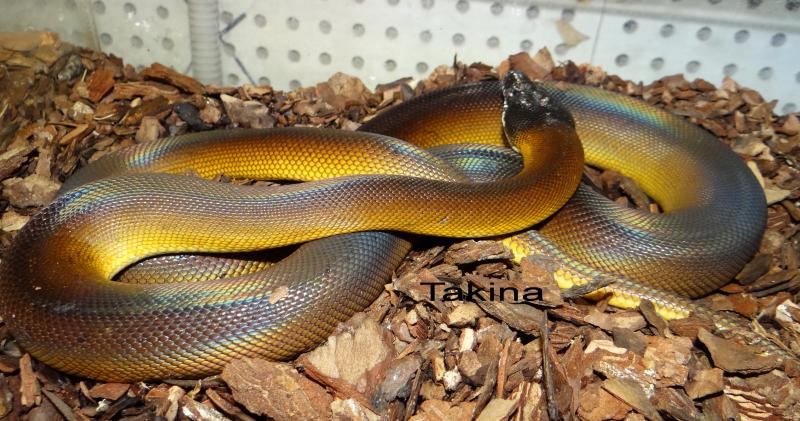 Leiopython albertisii