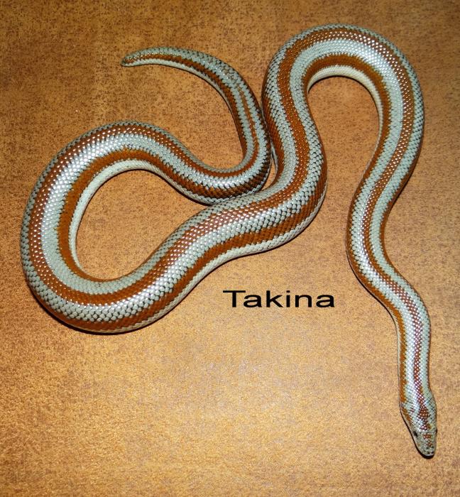 Lichanura trivirgata saslowi