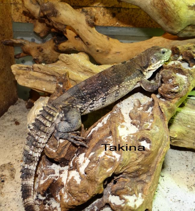 Сtenosaura quinquecarinata