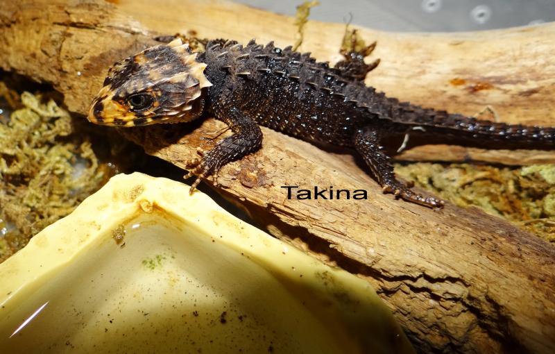 Tribolonotus gracilis