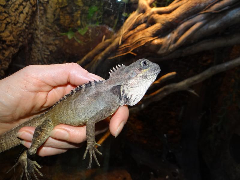 Hypsilurus nigrigularis