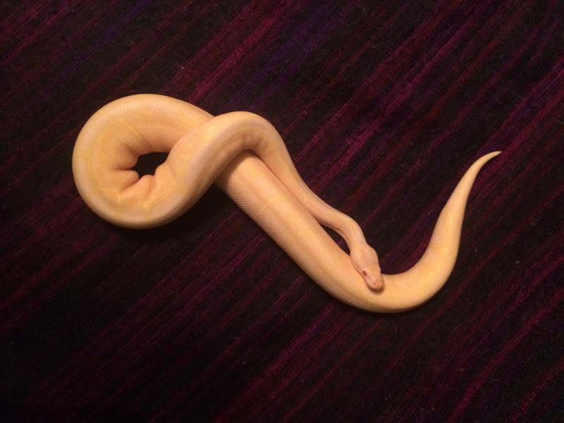 Regius Spider Albino