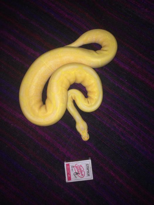 Regius Spider Albino