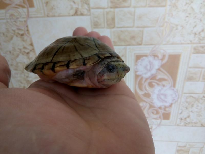 Sternotherus minor minor