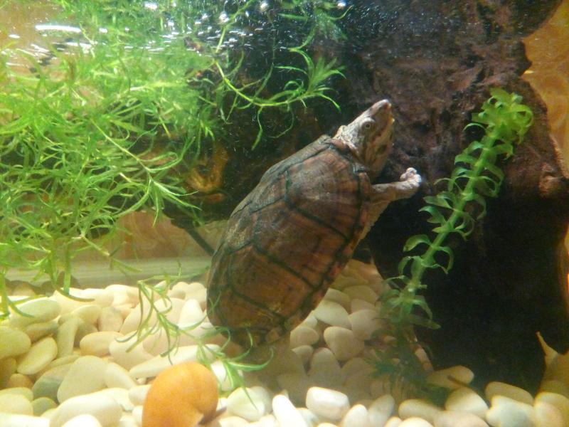 Sternotherus minor peltifer