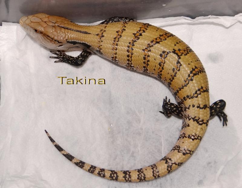 Tiliqua scincoides