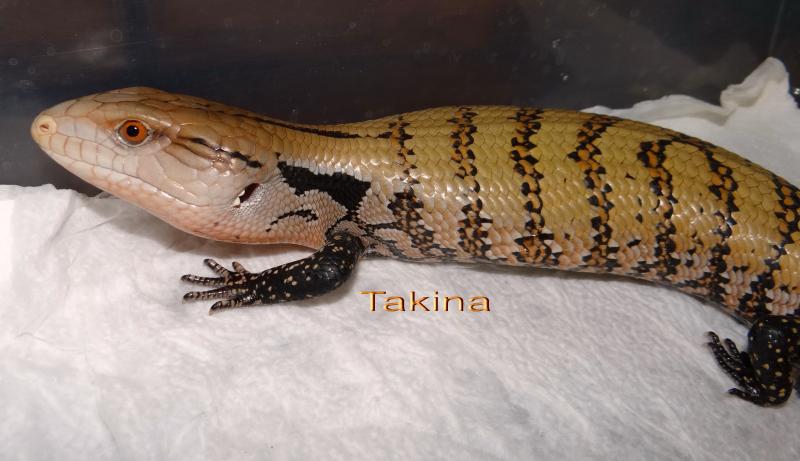 Tiliqua scincoides