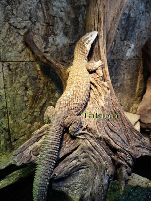 Varanus Acanthurus