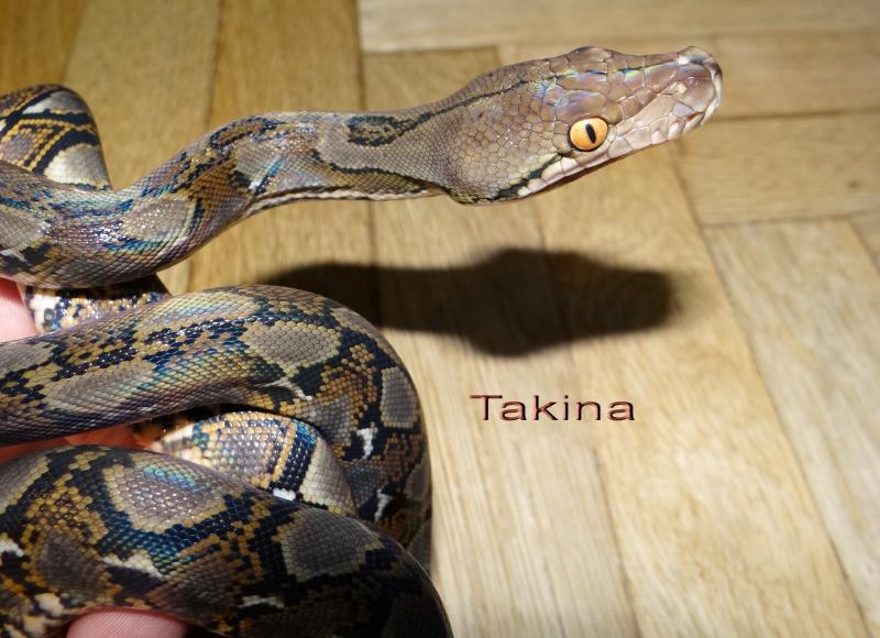 Python reticulatus