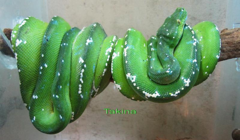 Morelia Viridis Aru