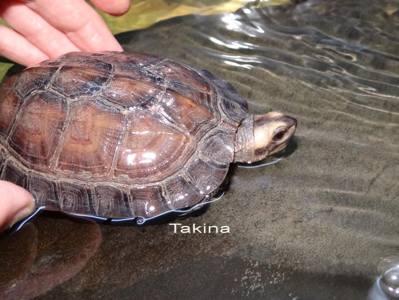 Melanochelys trijuga
