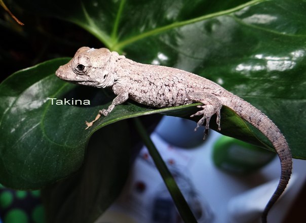 Chamaeleolis barbatus