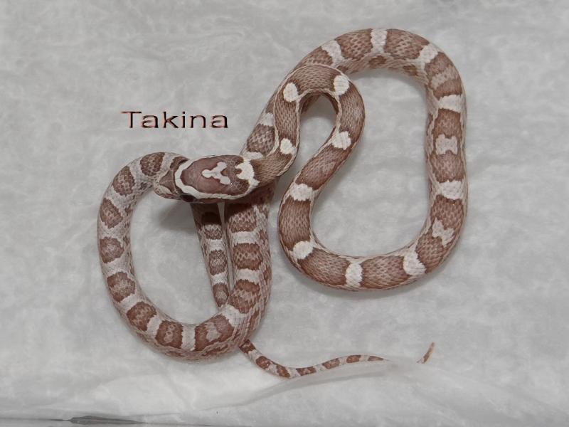 Pantherophis guttatus 