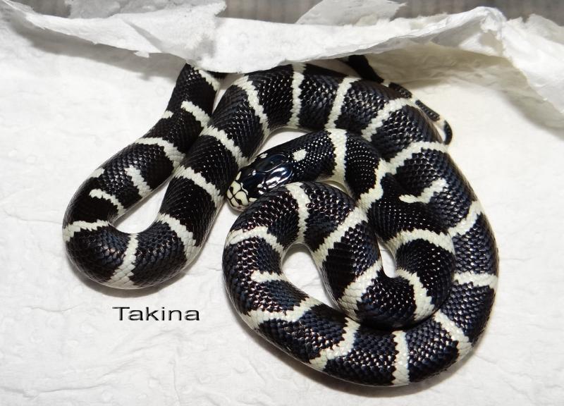 Lampropeltis getula californiae 