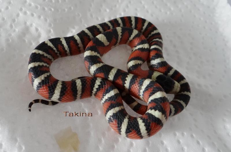 Lampropeltis pyromelana woodini