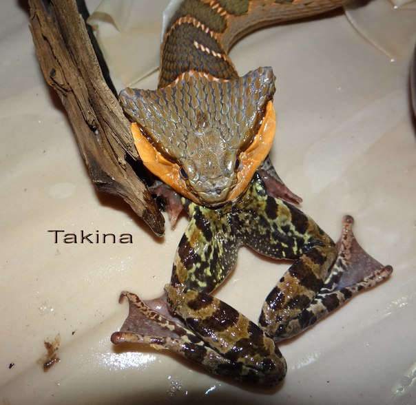 Macropisthodon rudis