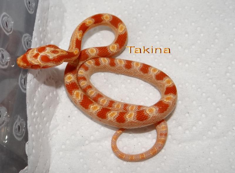 Pantherophis guttatus 