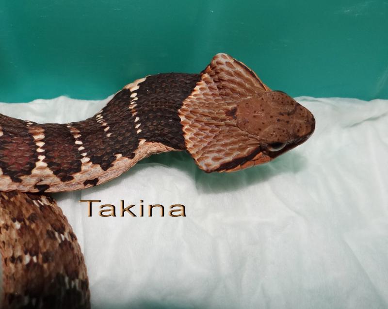 Macropisthodon rudis