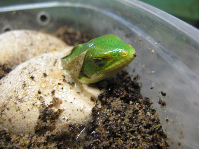 Фиджийская игуана