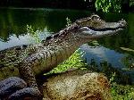 Крокодильчик из Ясенево