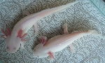 Axolotls White type