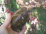 Таниственный черепах 4